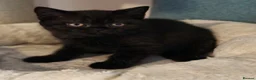 British Shorthair cats for sale: GCCF Registered British Shorthair Kittens Black  - Advert 6