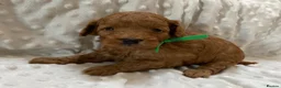 Cockapoo dogs for sale:  F1b American Cockapoos * Health Tested Parents * - Advert 8