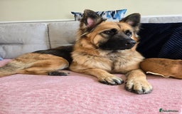 German Shepherd dogs for sale: 18 month female gsd for sale/rehome - Image 3