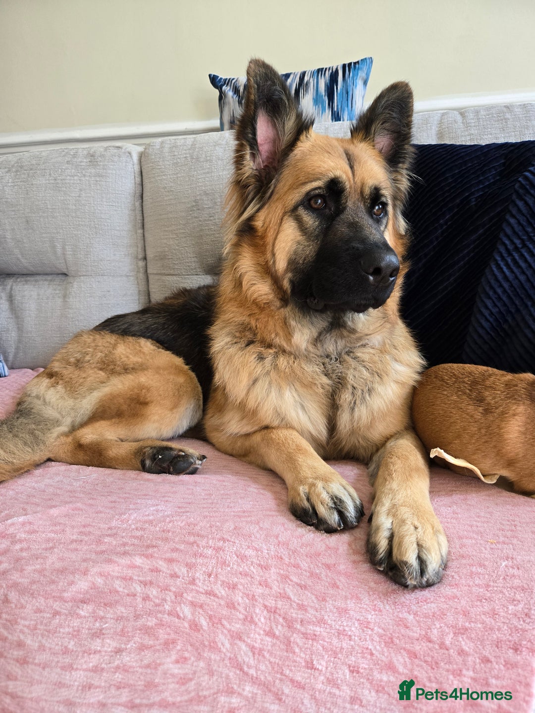 German Shepherd dogs for sale: 18 month female gsd for sale/rehome - Image 3