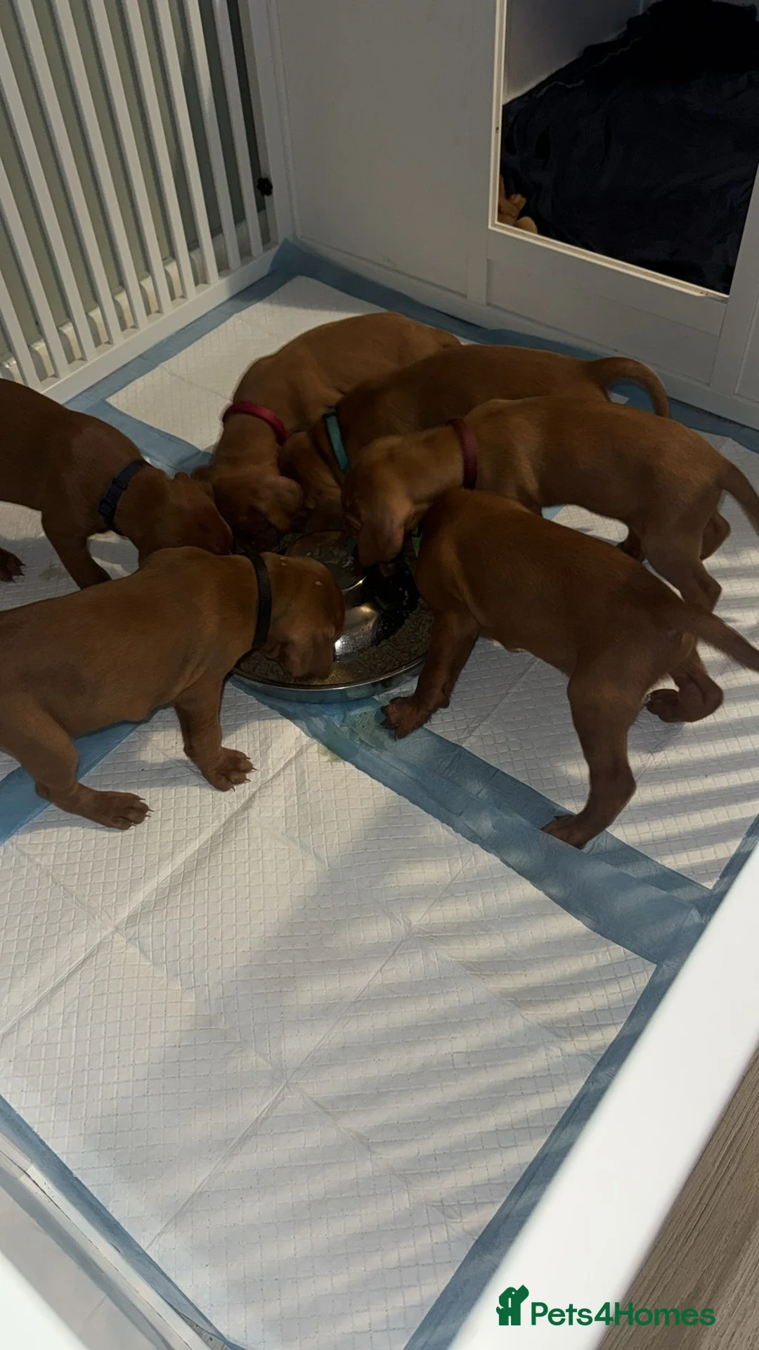Hungarian Vizsla dogs for sale: 🏆🇭🇺 KC Registered fully trained HungarianVizsla - Advert 10