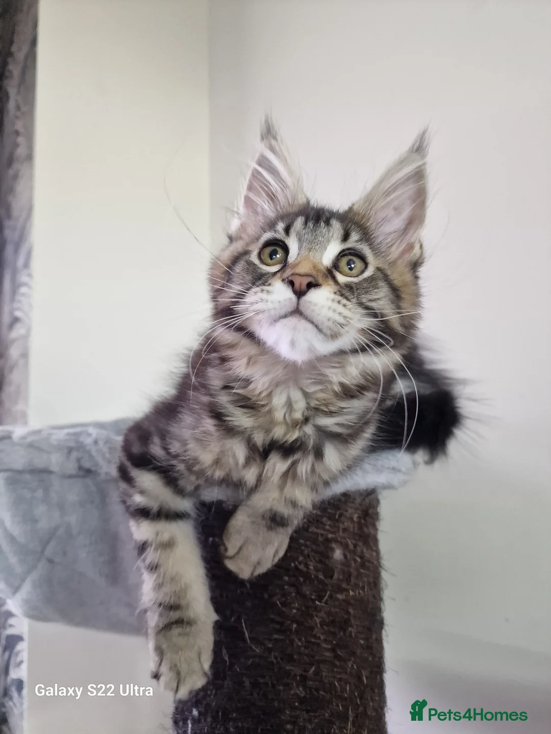 Maine Coon cats for sale:  Kittens – Licensed Fenikscoon Cattery (UK) 🐾 - Advert 2