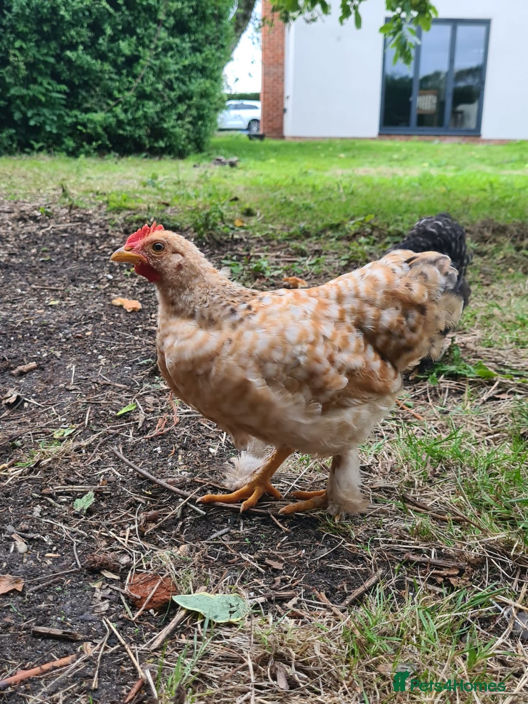 Chickens poultry for sale: Young Friendly Pekin Bantams, free to a good home - Image 3