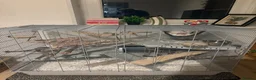 Rat rodents for sale: Two Beautiful Male Rats and Free Cage - Advert 5