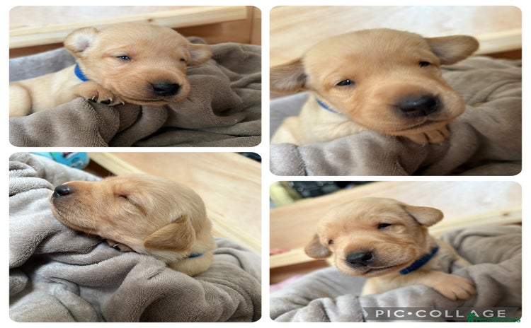 Labrador Retriever dogs - Advert 14