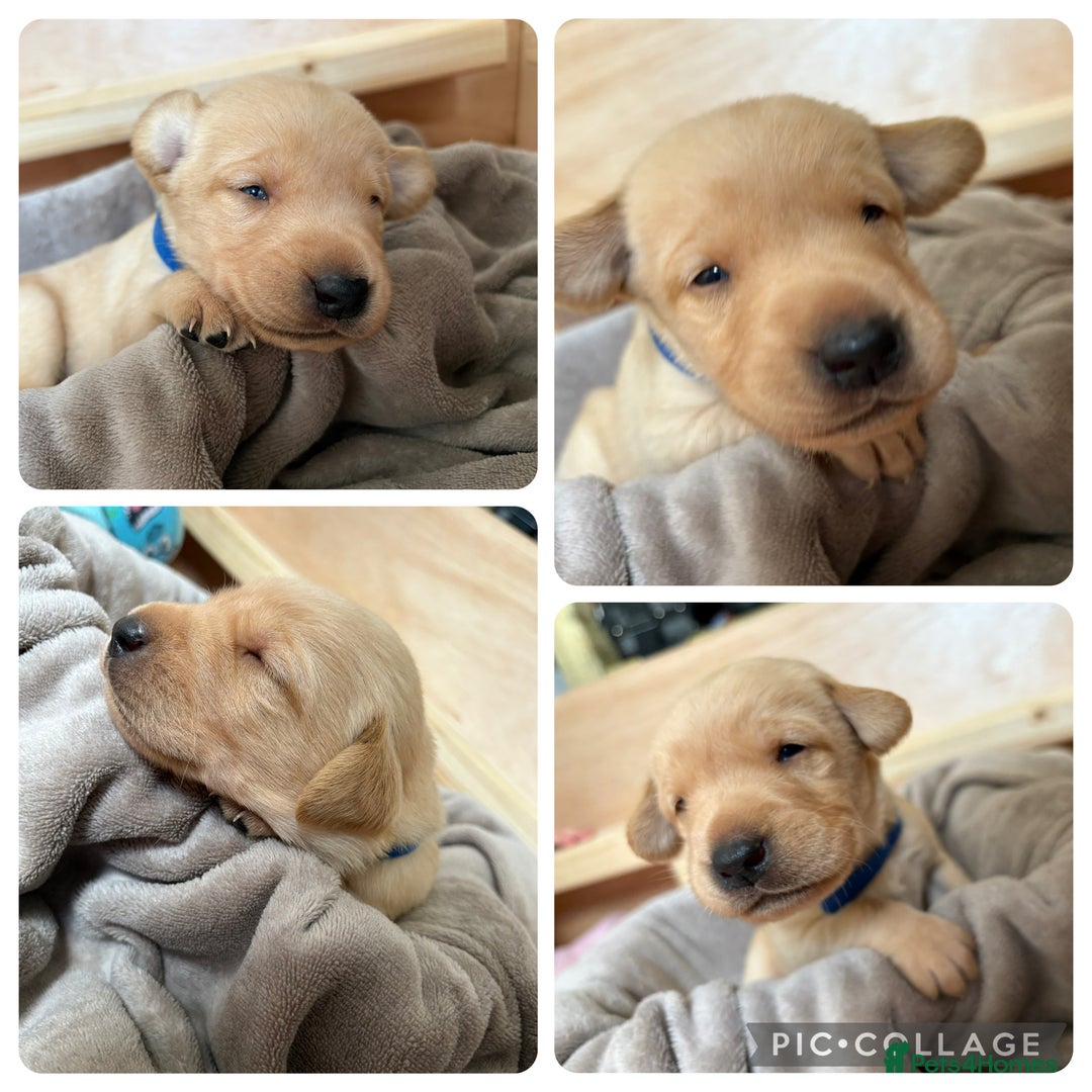 Labrador Retriever dogs for sale: Labrador’s  - Image 1
