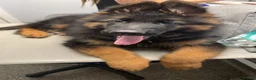 German Shepherd dogs for stud: Long Haired Black & Tan GSD Stud  - Advert 16