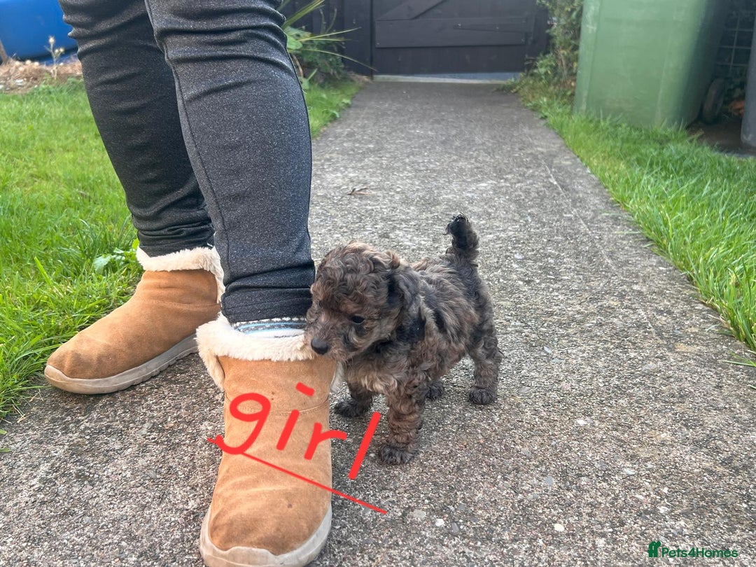 Maltipoo dogs for sale:  multipoo baby's for sale  - Image 7