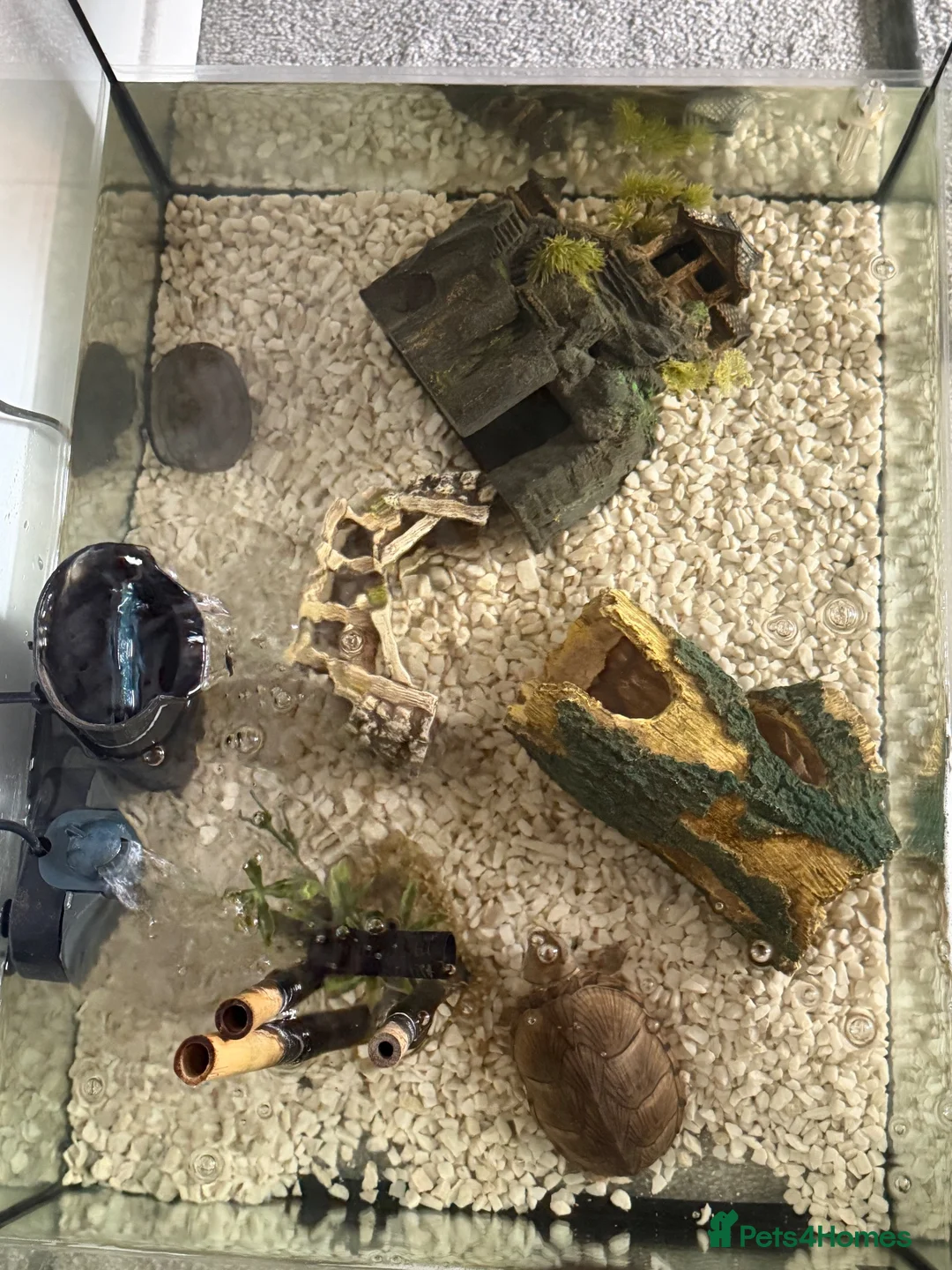 Turtle reptiles for sale: Musk turtle for sale  in Edinburgh - Advert 2