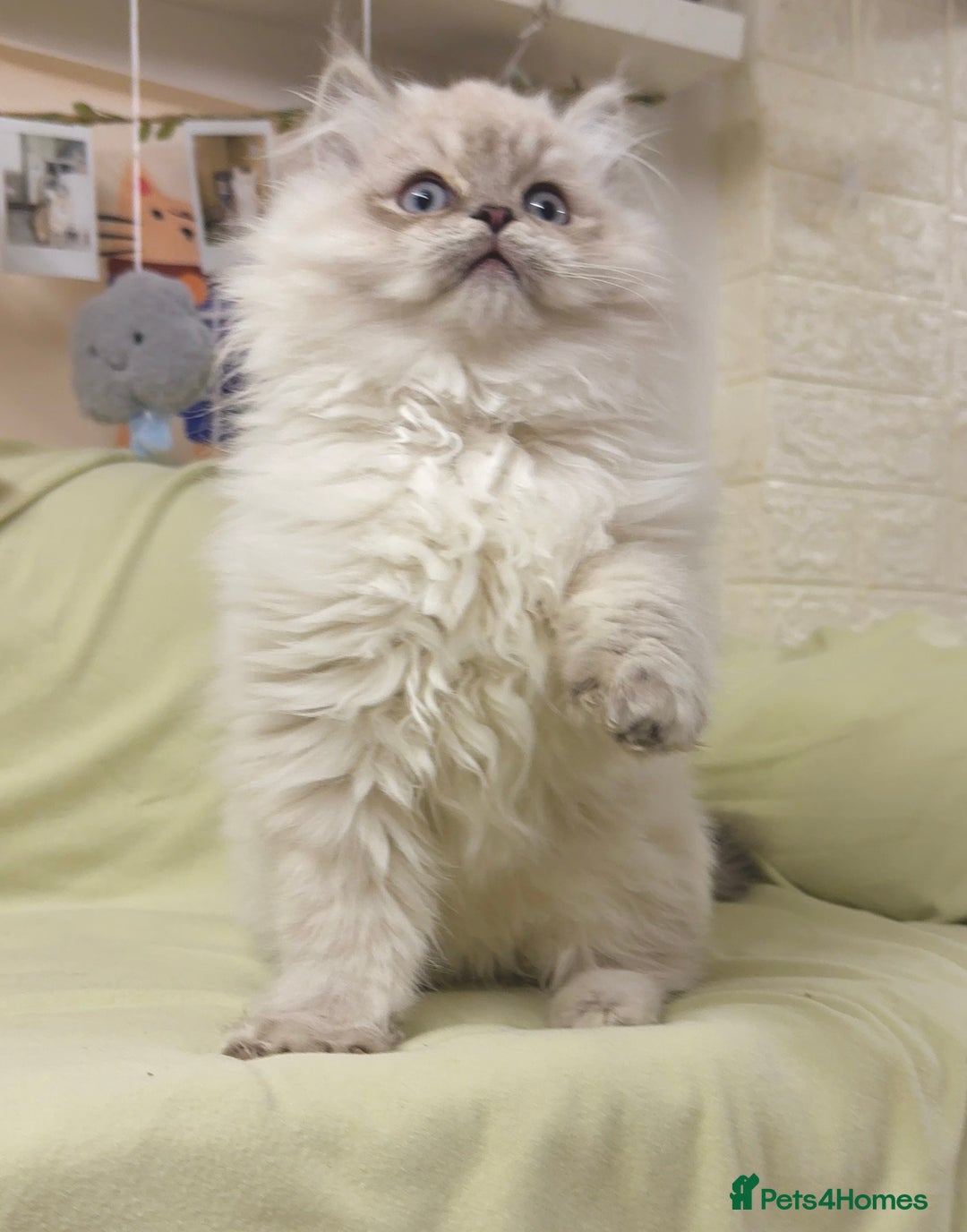 Perdoll cats for sale: Blue Bicolor Point Perdoll Boy - Advert 1