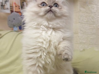 Perdoll cats Blue Bicolor Point Perdoll Boy - Advert 1