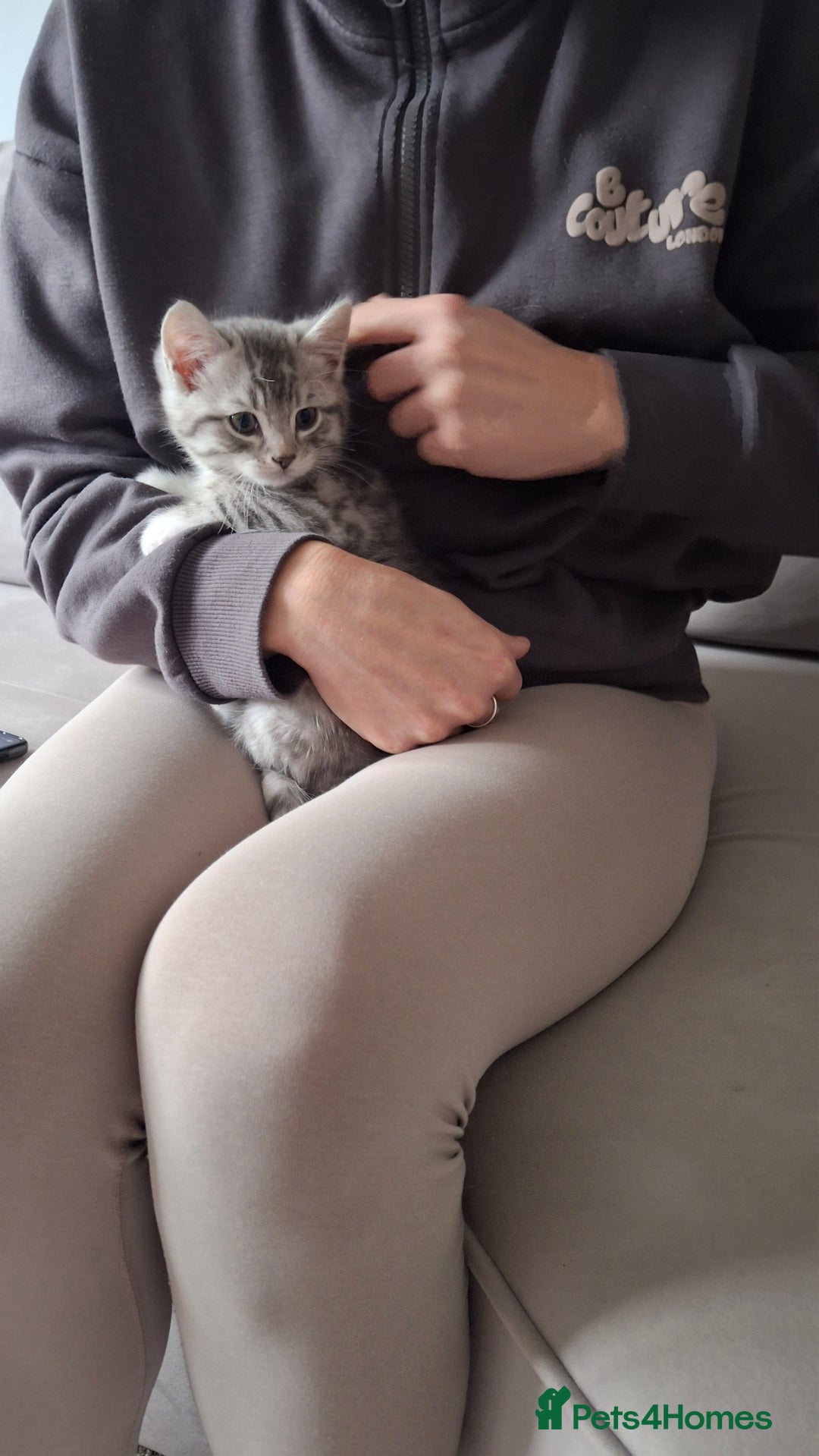 British Shorthair cats for sale: 2 males lovely cats  - Image 5