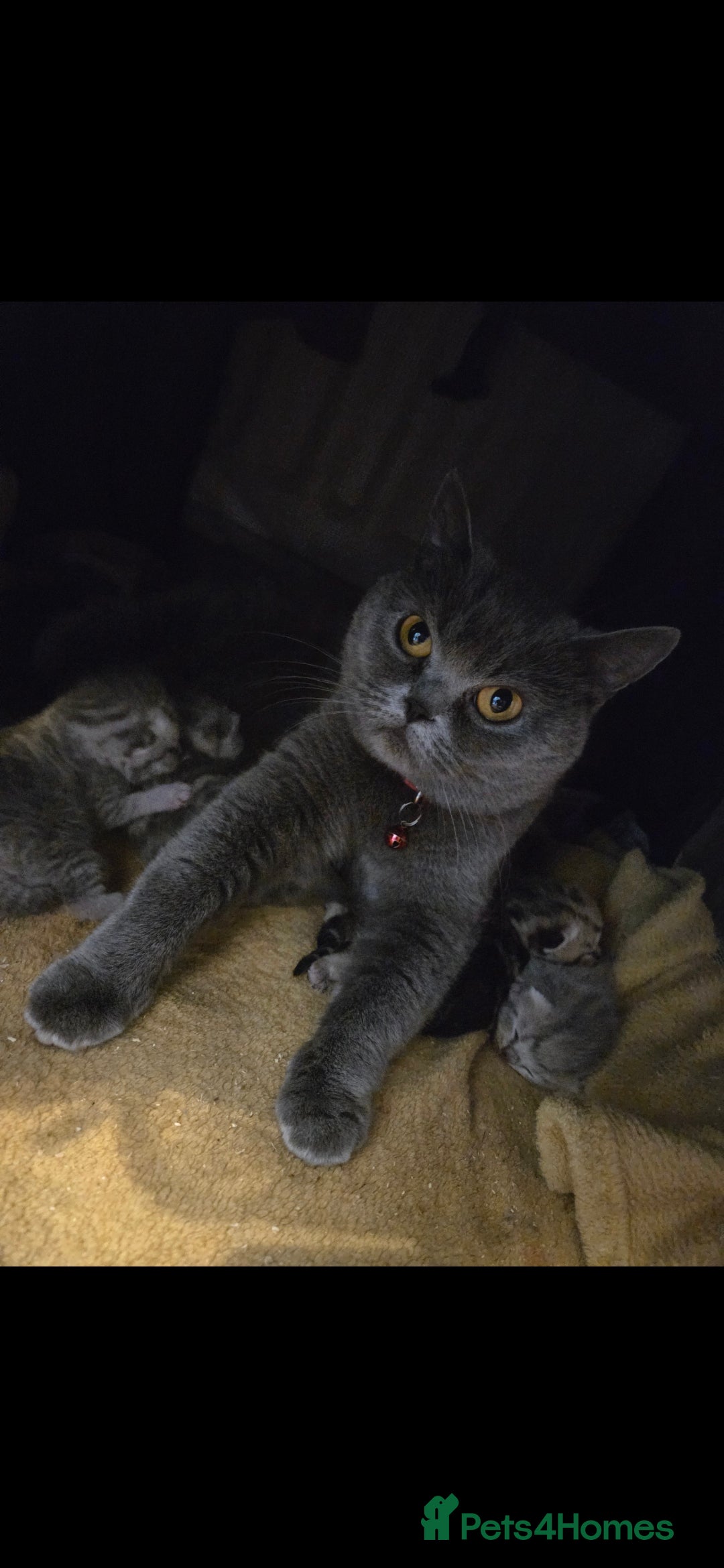 British Shorthair cats for sale: Amazing kittens ready to leave - Image 9
