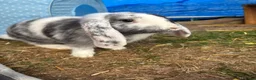 Mixed Breed rabbits for sale: X3 rabbits  - Advert 6