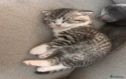 Scottish Fold cats for sale: Scottish fold and straights - Image 25