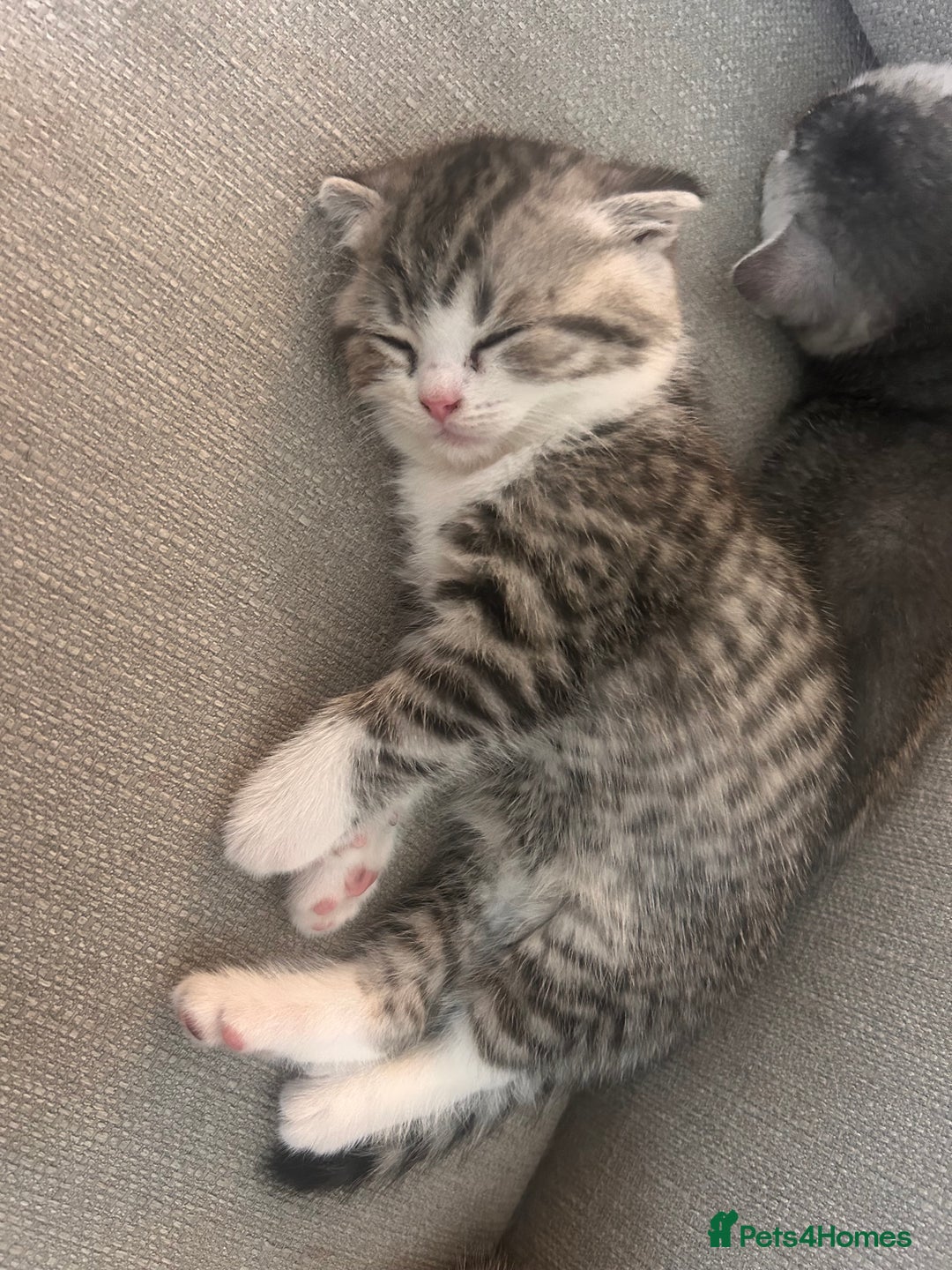 Scottish Fold cats for sale: Scottish fold and straights - Image 25