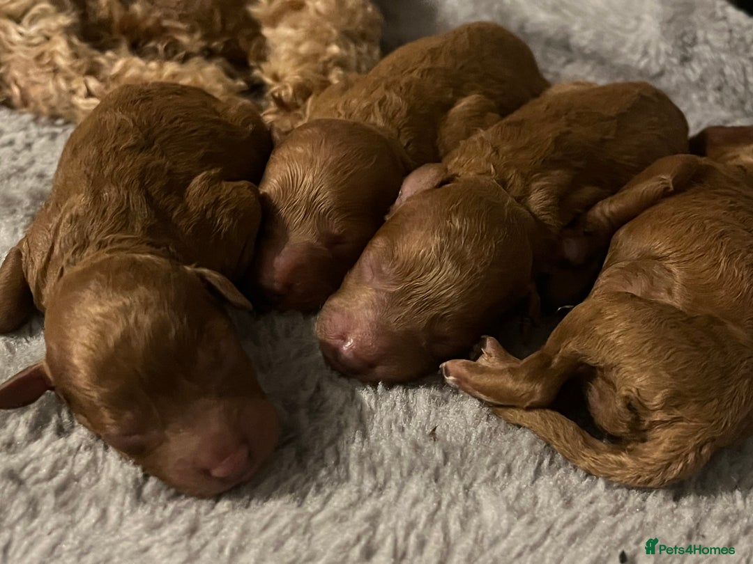 Toy Poodle dogs for sale: ***Stunning Fox red Toy Poodle puppies*** - Advert 5
