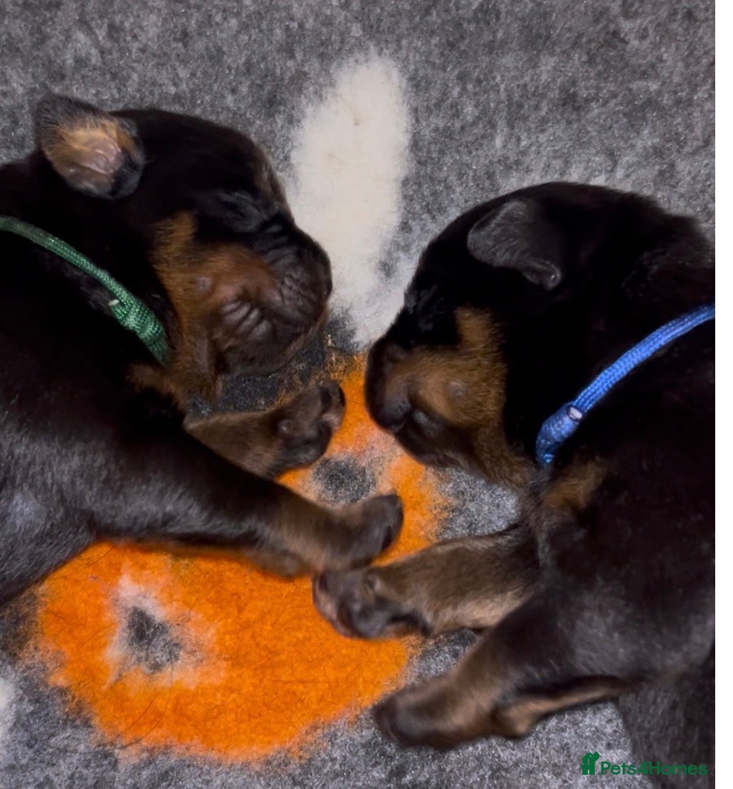 Rottweiler dogs Rottweilers kc top quality  - Advert 1