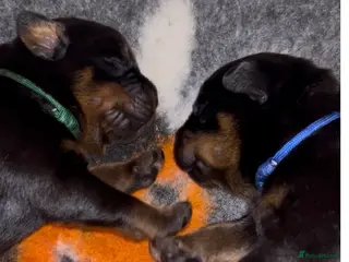 Rottweiler dogs Rottweilers kc top quality - Advert 1