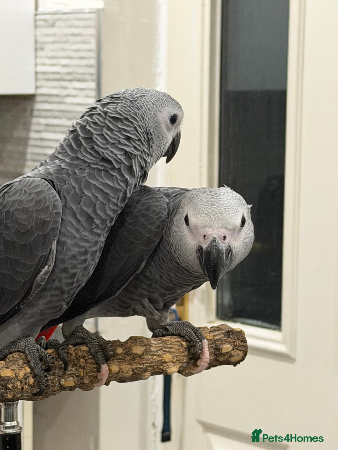 Parrots birds for sale: Super tame baby African greys  - Advert 2