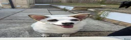 Mixed Breed dogs for adoption: Nancy - Advert 4