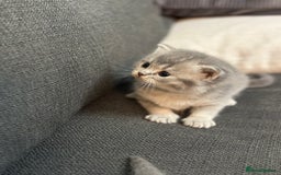 British Shorthair cats for sale: British Shorthair kittens  - Image 31