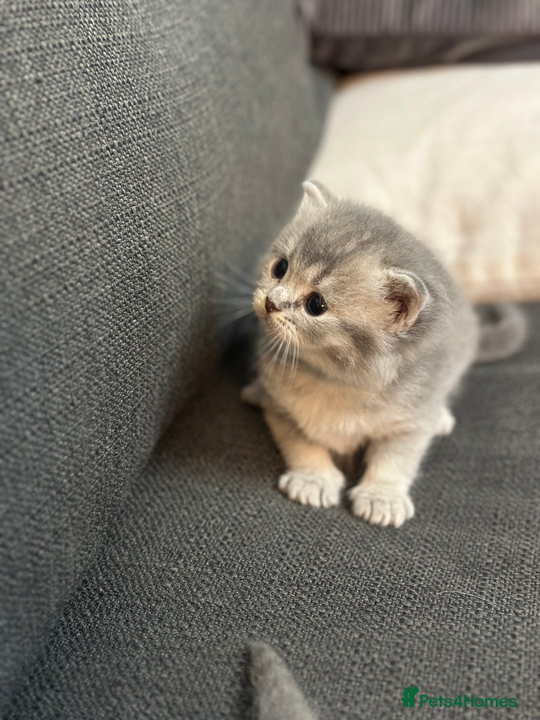 British Shorthair cats for sale: British Shorthair kittens  - Image 31