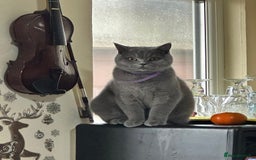 British Shorthair cats for sale: Bella  - Image 5