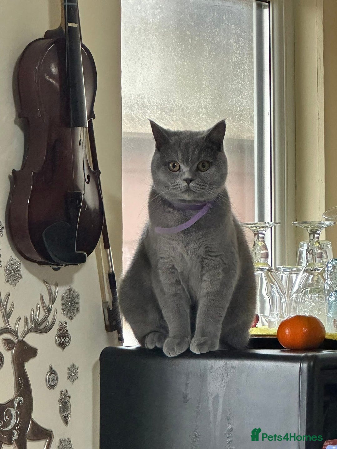 British Shorthair cats for sale: Bella  - Image 5