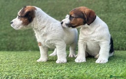 Jack Russell dogs for sale: Two Tri docked pure breed broken coated girl - Image 6