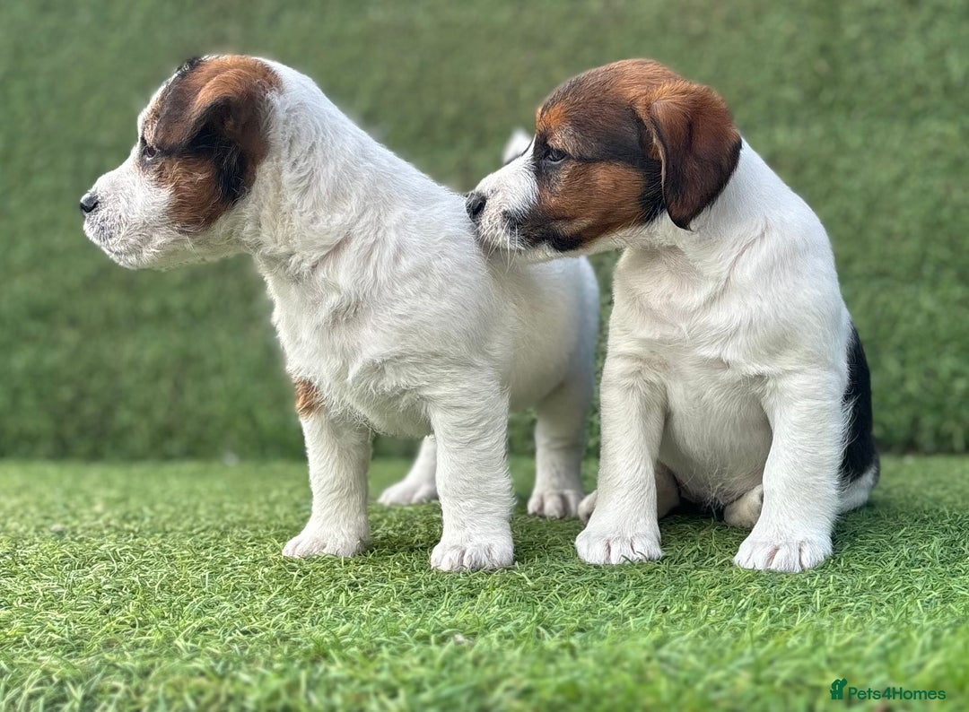 Jack Russell dogs for sale: Two Tri docked pure breed broken coated girl - Image 6