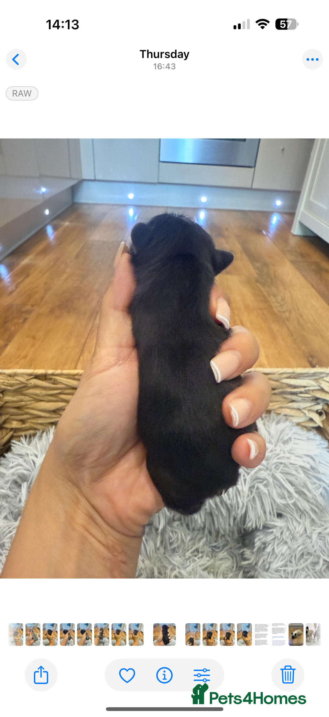 French Bulldog dogs for sale: Full fluffy french bulldogs top quality 2 left  - Image 4