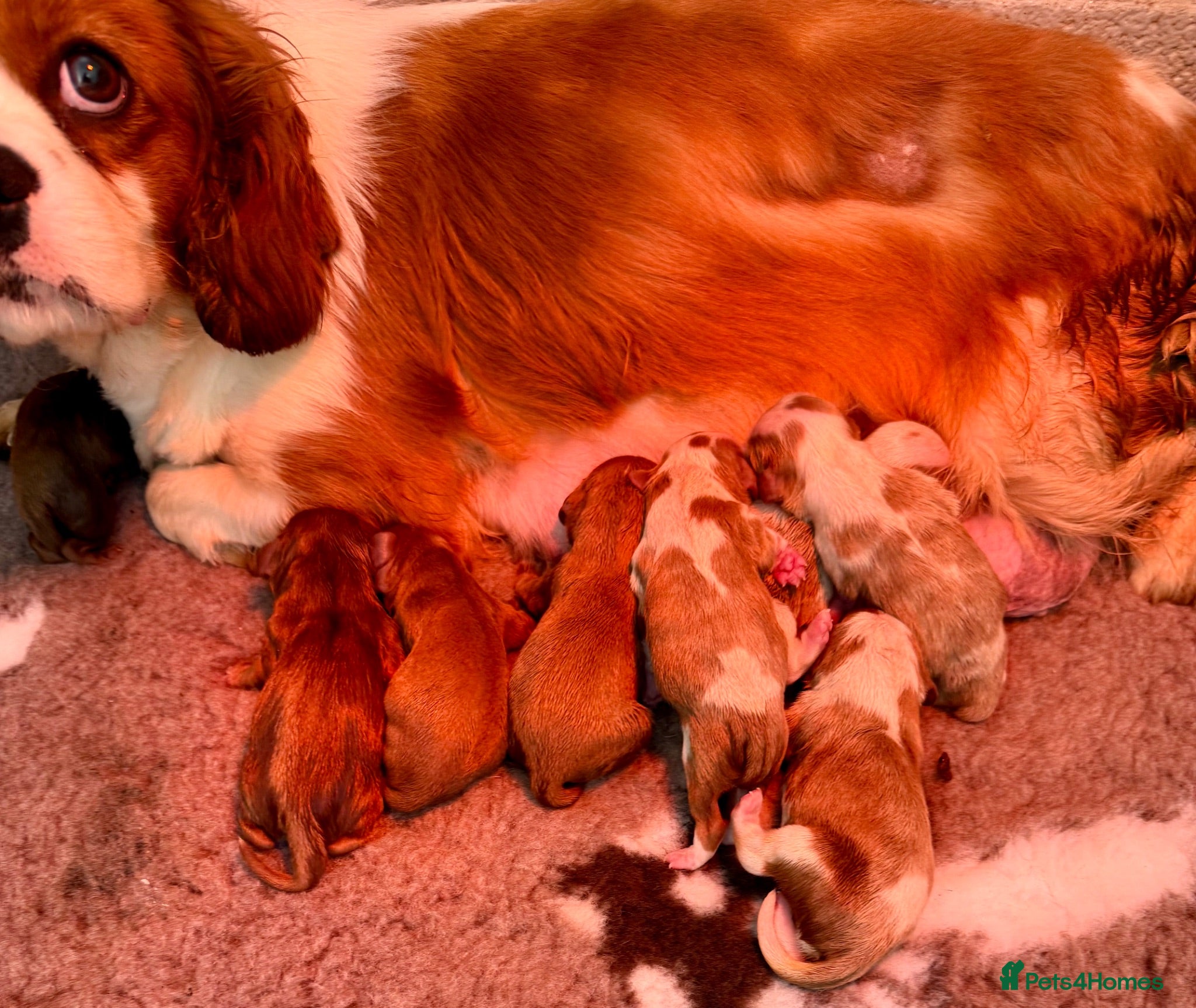 Cavalier King Charles Spaniel dogs DNA CAVALIER PUPPIES - Advert 13