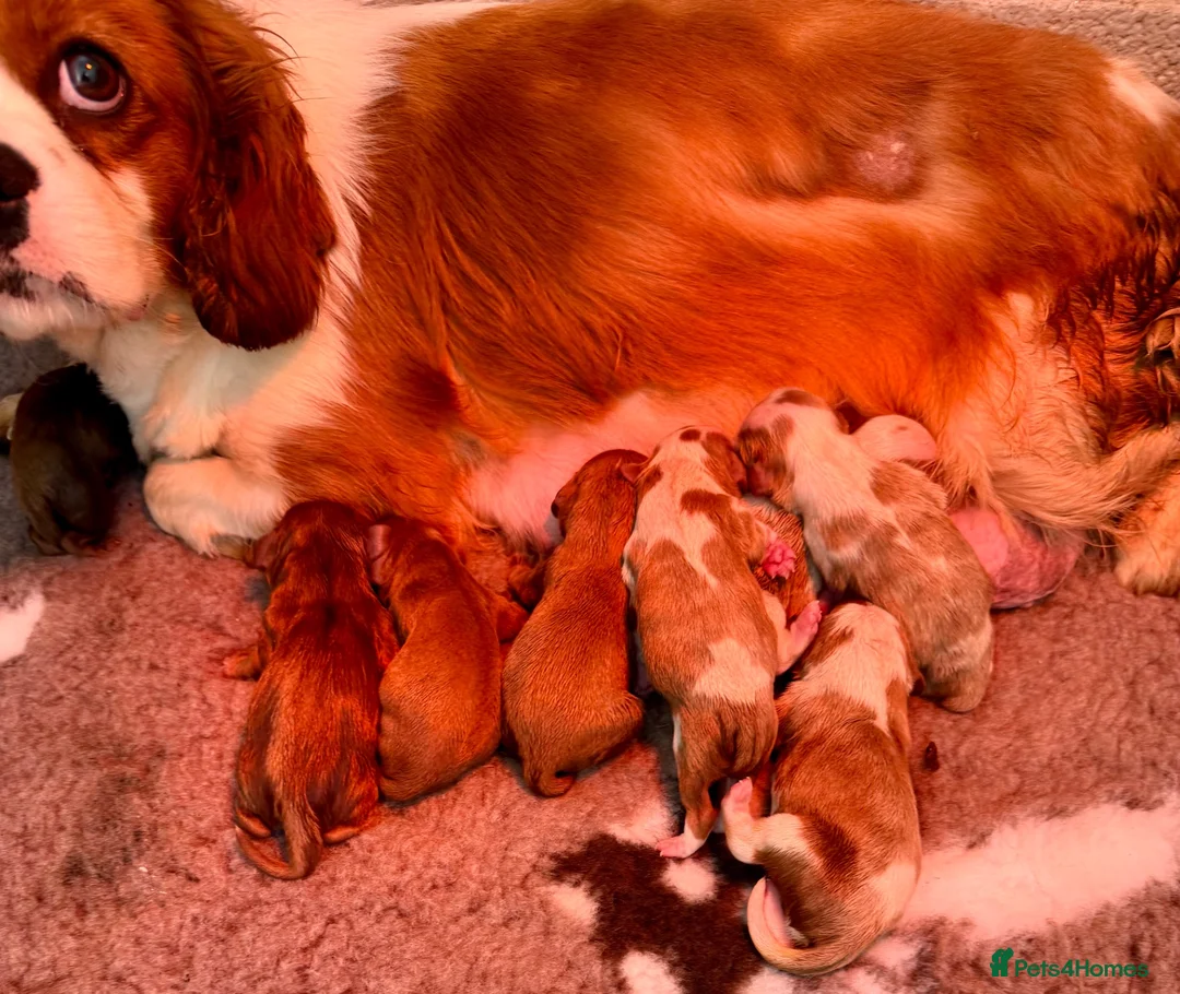 Cavalier King Charles Spaniel dogs for sale: DNA CAVALIER PUPPIES - Advert 1