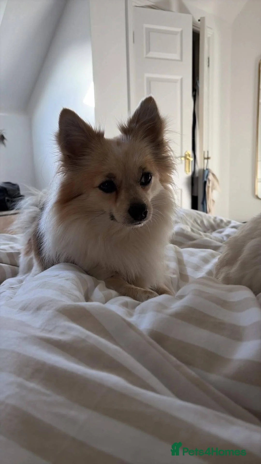 Mixed Breed dogs for adoption: Meet Ronnie, currently residing in Macclesfield  in Macclesfield - Advert 1
