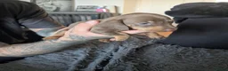 Dachshund dogs for sale: Dachshund puppies! - Advert 3