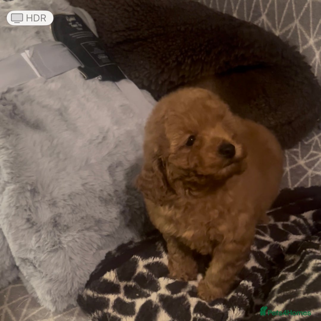 Poodle dogs for sale: Poodle puppies - Advert 3