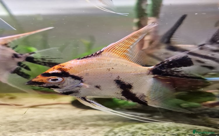 Angelfish fish - Advert 2