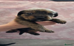 Mixed Breed dogs for sale: Mastiff x Rottweiler  - Image 4
