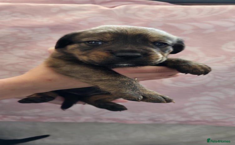 Mixed Breed dogs - Advert 2