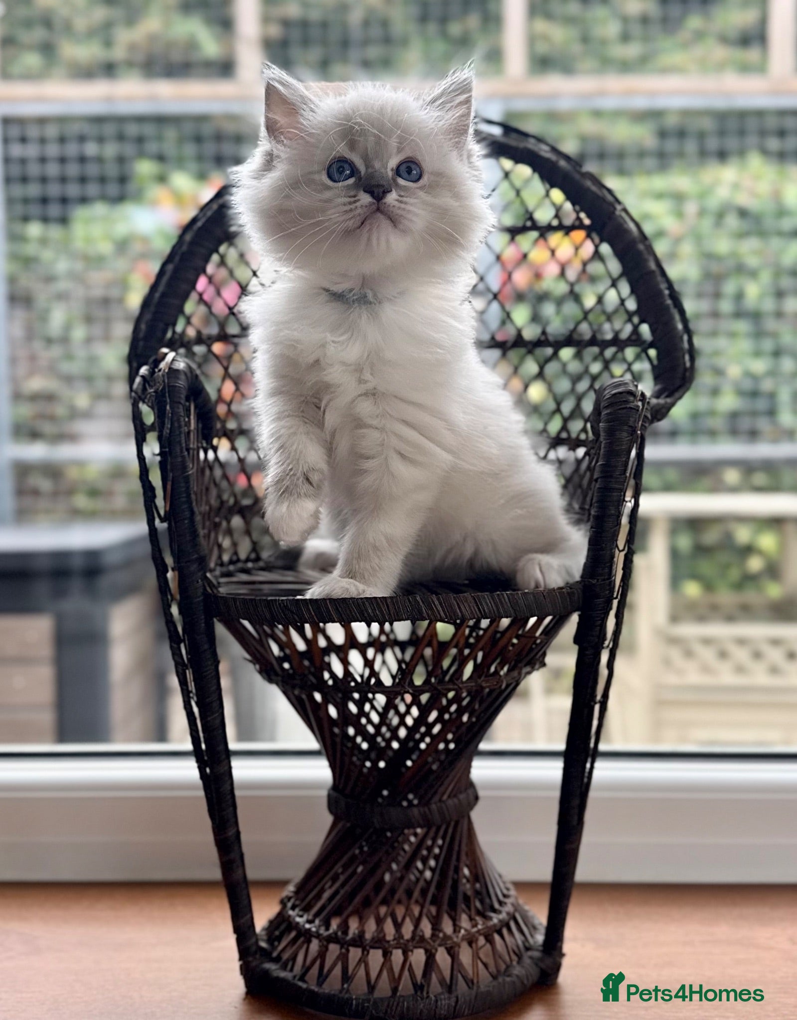 Ragdoll cats PET mitted boys £950 - Advert 2
