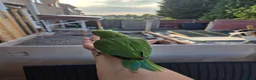 Ringnecks birds for sale: Hand-Reared Baby Indian Ringnecks for Sale  - Advert 11