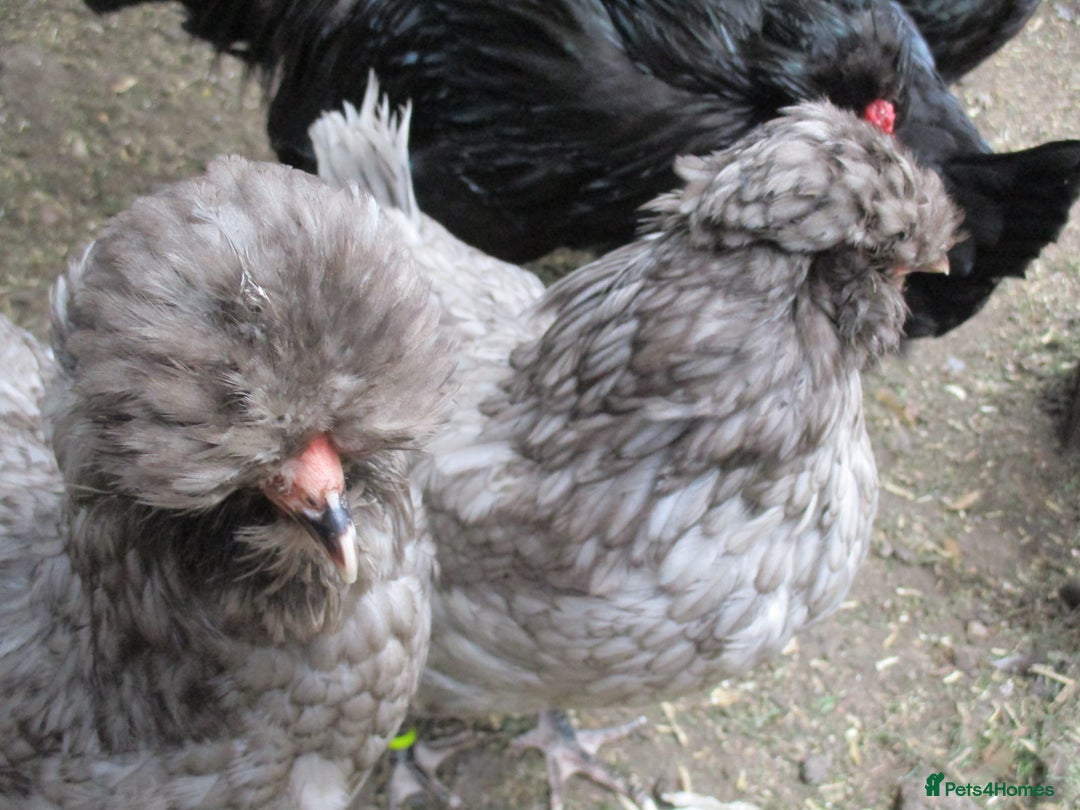 Chickens poultry for sale:  Large Blue Araucana  2 pullets - Image 5