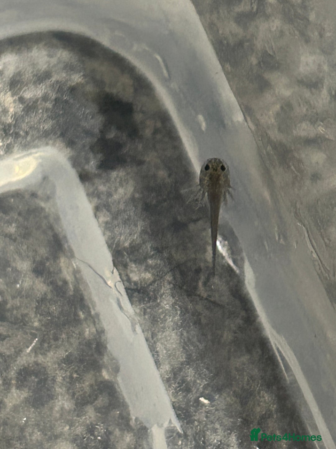 Axolotl reptiles for sale: Axolotl hatchlings  - Advert 6