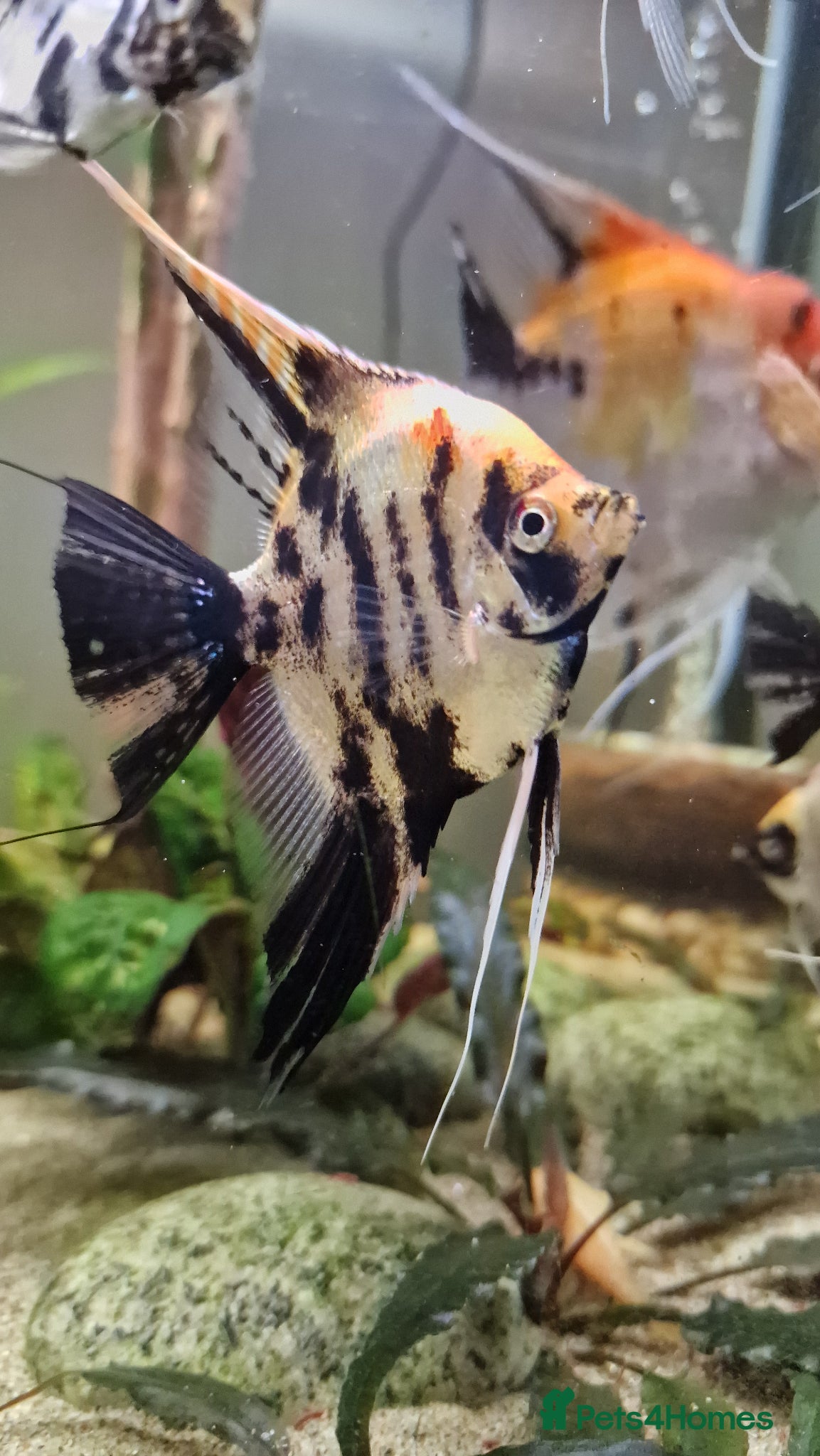 Angelfish fish Koi/Marble Angelfish - Advert 23