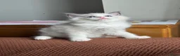Ragdoll cats for sale: ACTIVE Bicolor Registered Ragdoll kittens - Advert 4