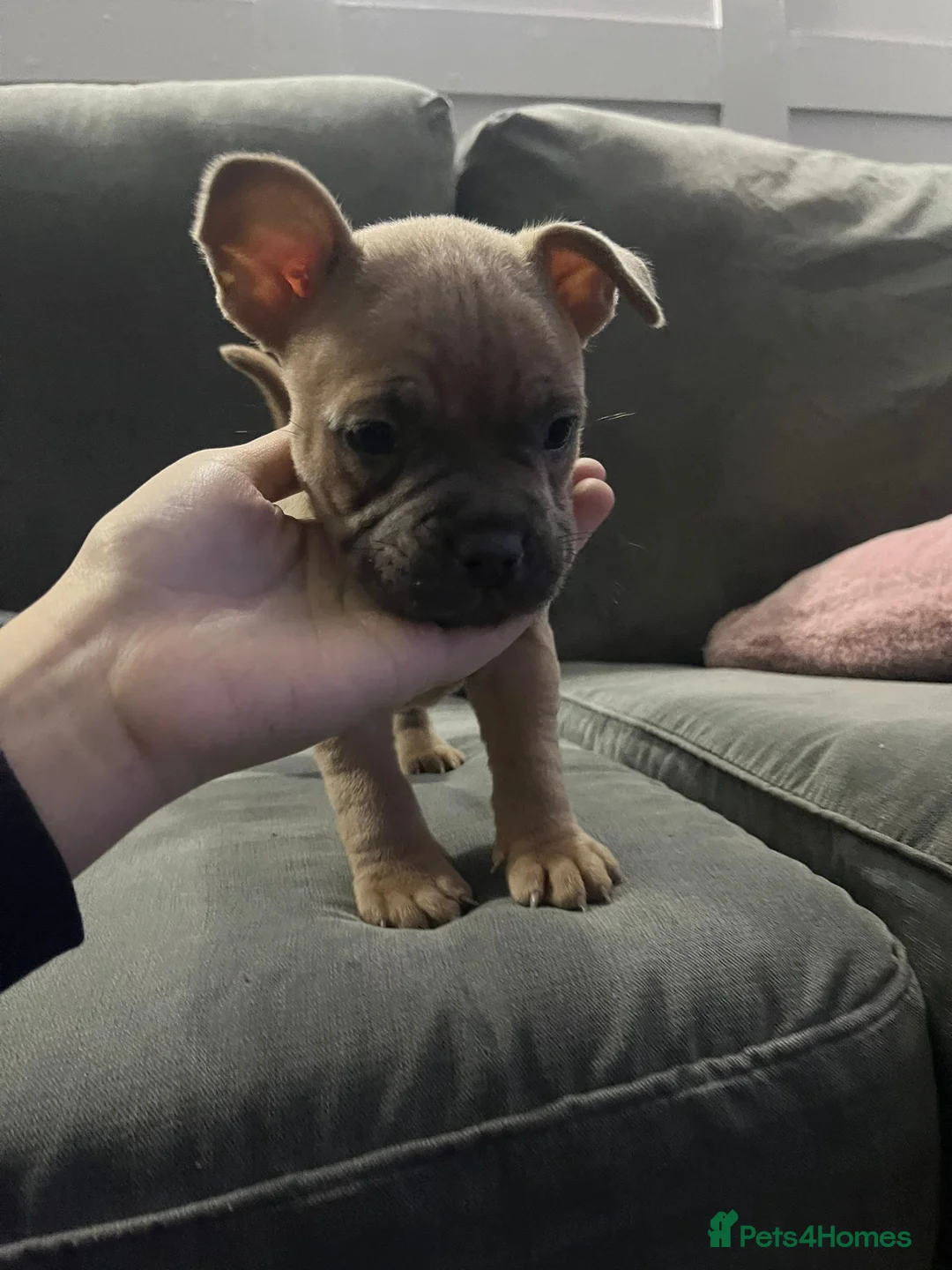 Mixed Breed dogs for sale: Puppy for sale - Advert 6