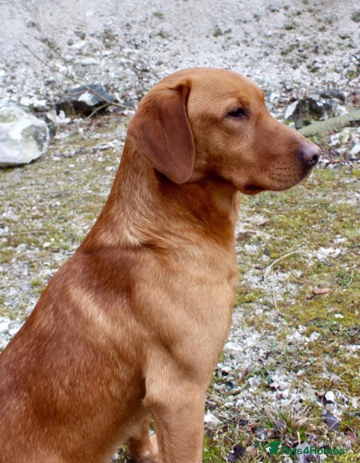 Labrador Retriever dogs Fox Red Labrador Puppies  - Advert 2