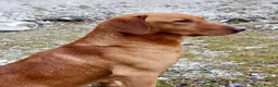 Labrador Retriever dogs for sale: KC Registered Fox Red Labrador Puppies  - Advert 2