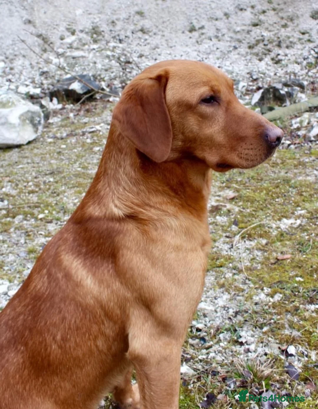 Labrador Retriever dogs for sale: KC Registered Fox Red Labrador Puppies  - Advert 2